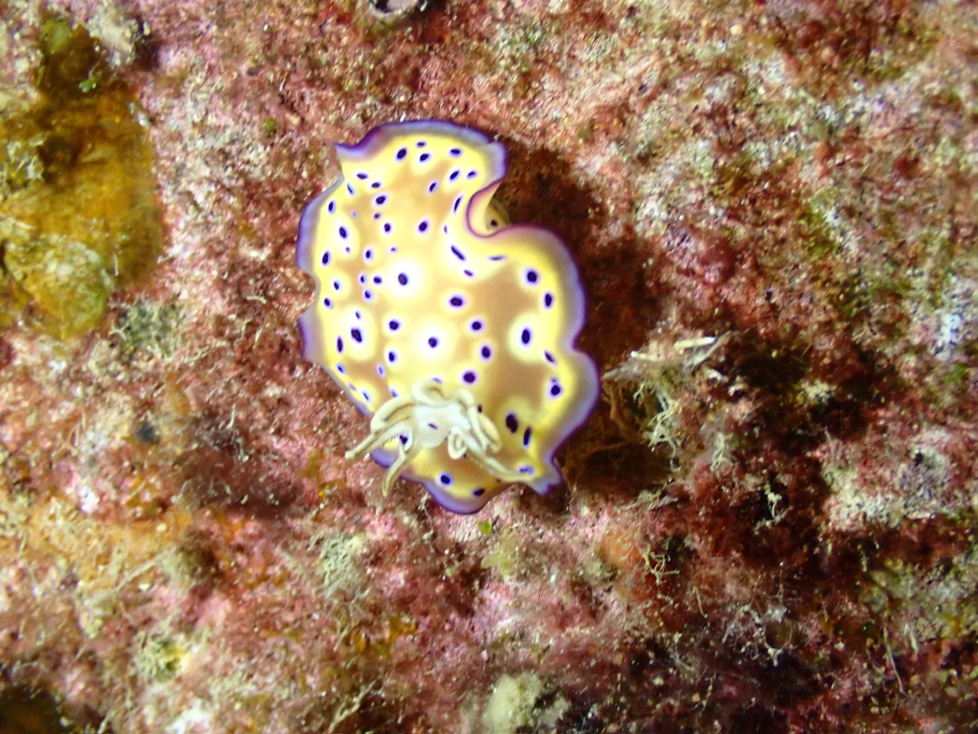 8月1日（星期六）📍西貢🌊初級潛水員課程